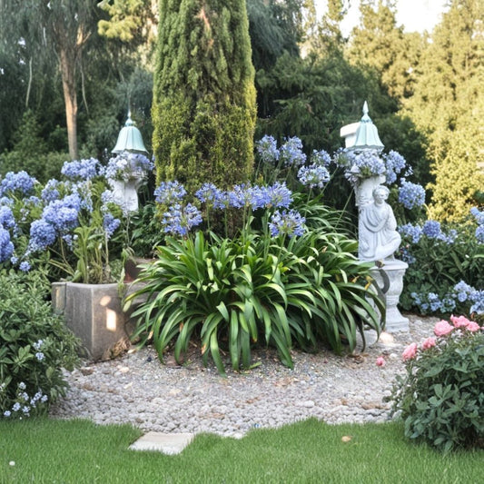 African Blue Agapanthus – Live Agapanthus Plant | 4 Inch Starter | Blue Flowering Perennial | Lily of the Nile | Garden Border & Container Plant