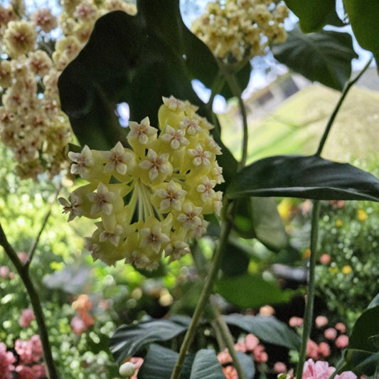 Hoya Incrassata – Hoya incrassata Live Plant | 7–10 Inches Tall | 4 Inch Nursery Pot | Yellow Flowering Wax Plant | Easy to Grow