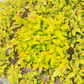 Lemon Princess Spirea – Live Flowering Shrub | 4 Inch Pot Plant | Spiraea japonica | Golden Foliage Landscape Plant