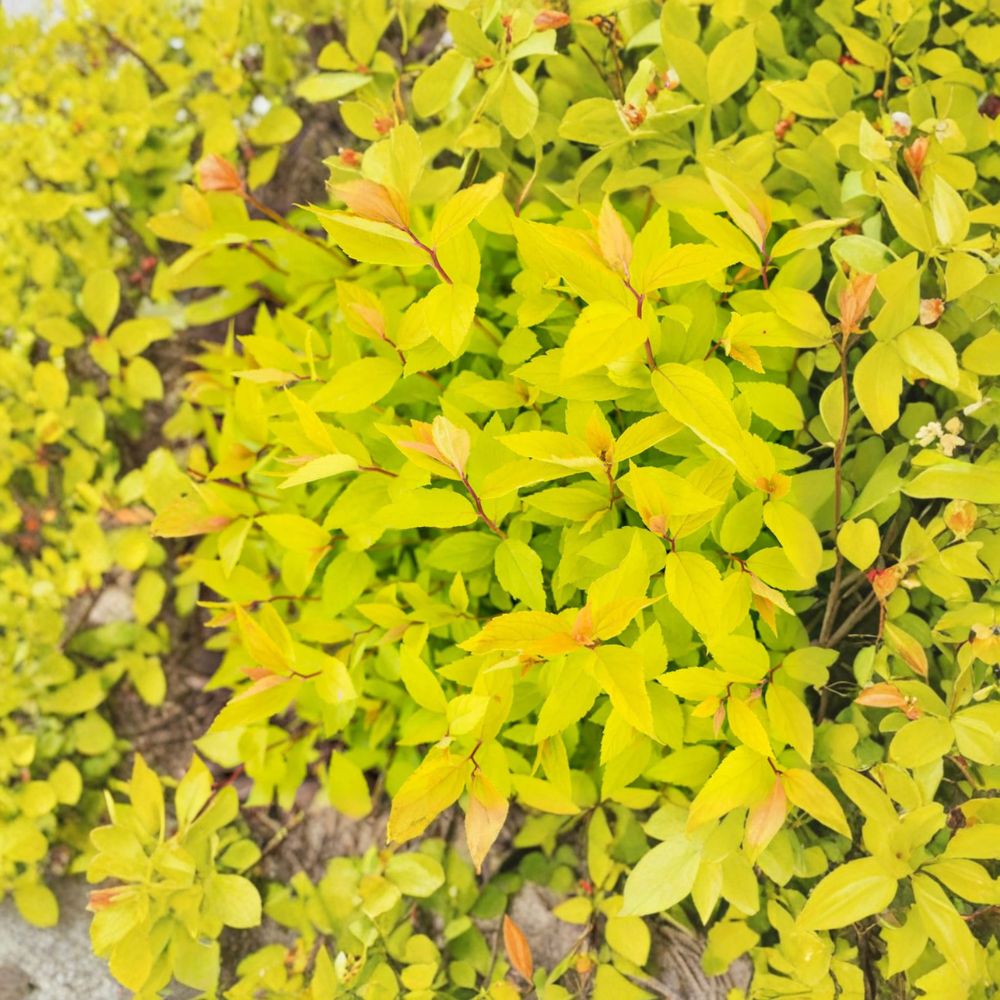 Lemon Princess Spirea – Live Flowering Shrub | 4 Inch Pot Plant | Spiraea japonica | Golden Foliage Landscape Plant
