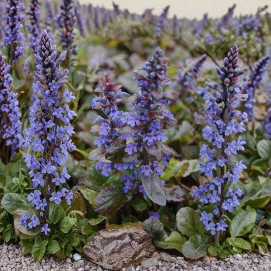 20 Live Ajuga Reptans (Bugleweed) Bare Root Plants | Fast Growing Ground Cover | Blue-Violet Blooms | Hardy Perennial