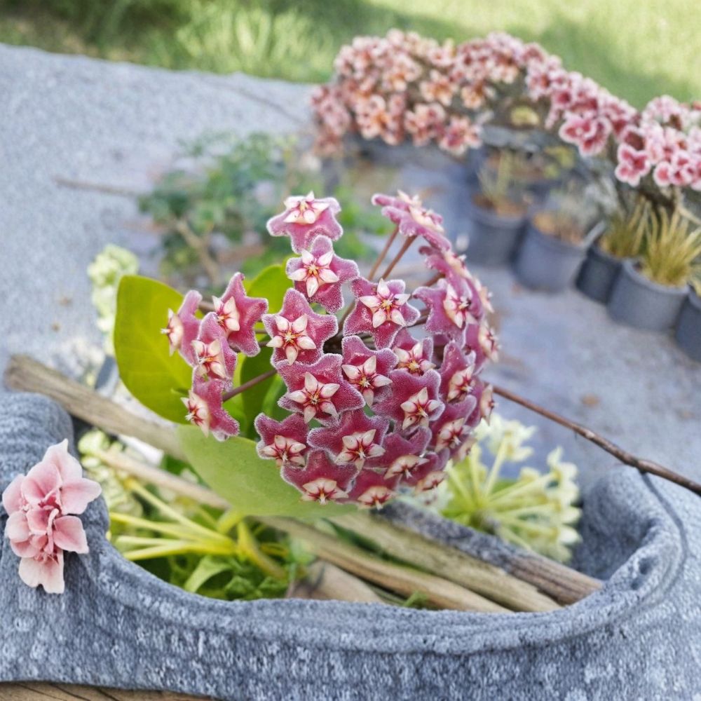 Hoya Pubicalyx Mottled Silver – Live Wax Plant | 5 Inches Tall | Bare Root | Tropical Houseplant | Easy-Care Climbing Vine