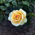 Gold Medal Grandiflora Rose – Live Yellow Orange Rose Bush | 3 Gallon Plant | Award-Winning Grandiflora Rose | Full Sun Garden Shrub | Repeat Blooming Rose