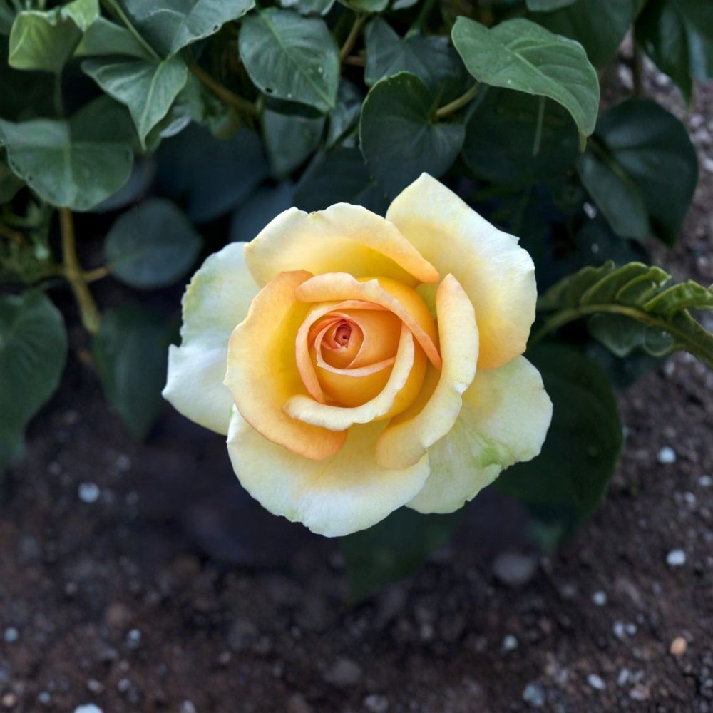 Gold Medal Grandiflora Rose – Live Yellow Orange Rose Bush | 3 Gallon Plant | Award-Winning Grandiflora Rose | Full Sun Garden Shrub | Repeat Blooming Rose