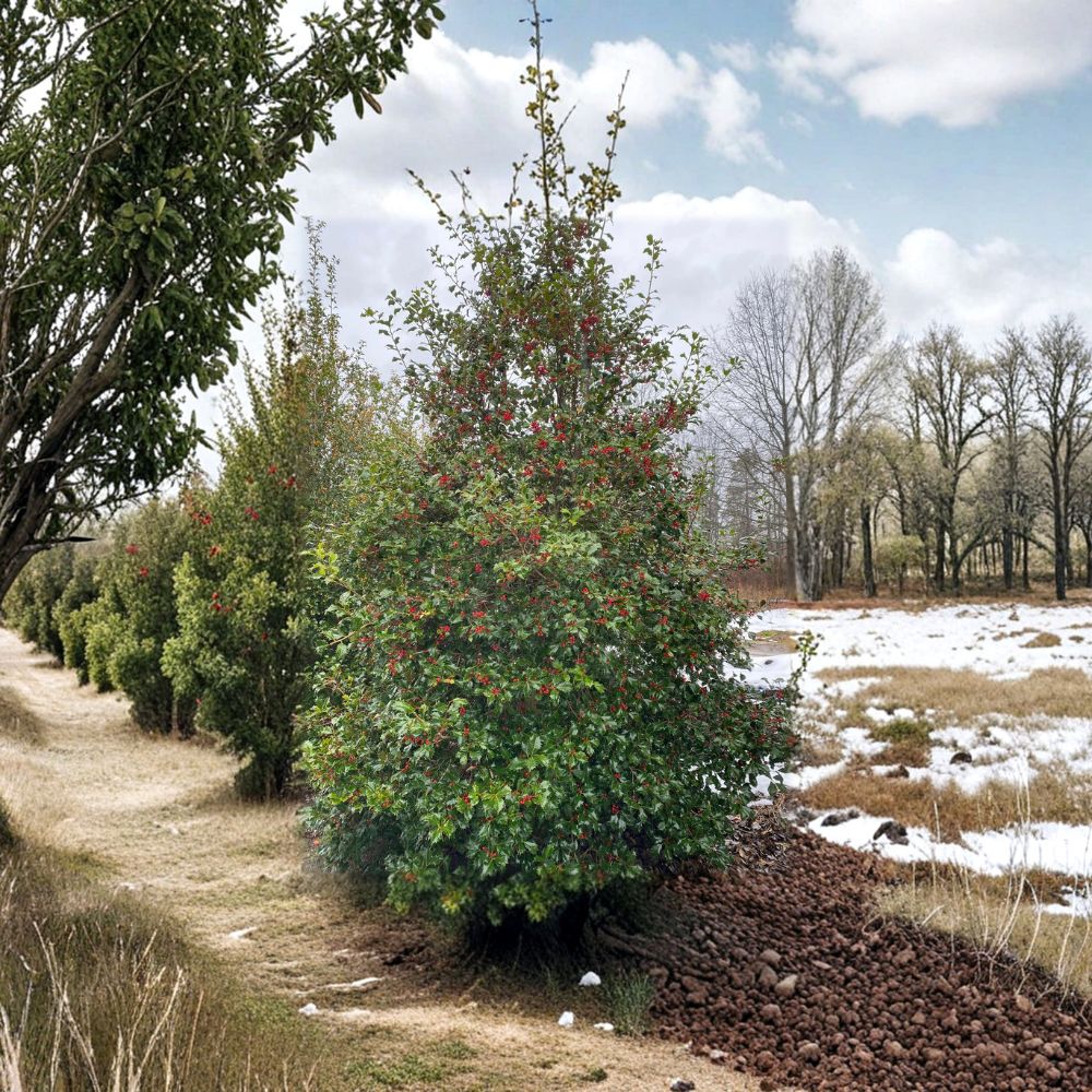 Ilex opaca 'Miss Helen' – Female American Holly Live Plant | 12 Inches Tall | Includes 1 Gallon Pot | Evergreen Tree | Heavy Berry Producer | Hardy Native Holly