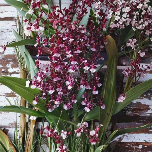Oncidium Sherry Baby ‘Sweet Fragrance’ Live Orchid Plant – Fragrant Orchid | Onc. Sherry Baby | Filtered Light | Indoor & Outdoor | Potted Orchid