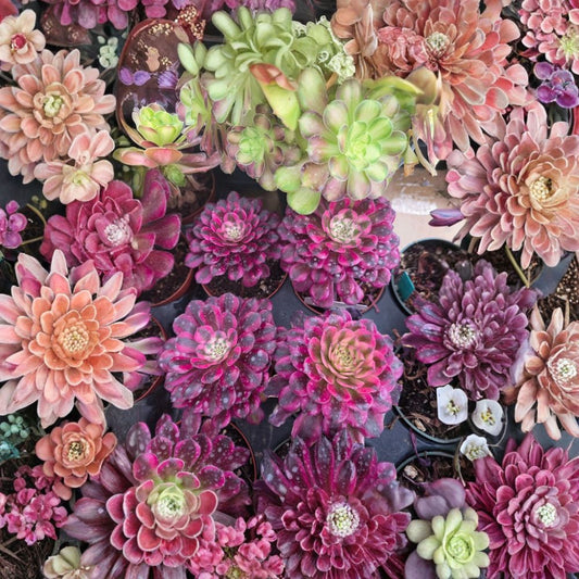 Black Garnet Aeonium Live Plant – 1 Plant | Imported Rare Succulent | Aeonium ‘Black Garnet’ | Dark Foliage | Bare Root | Easy Care Succulent | Plant Collector