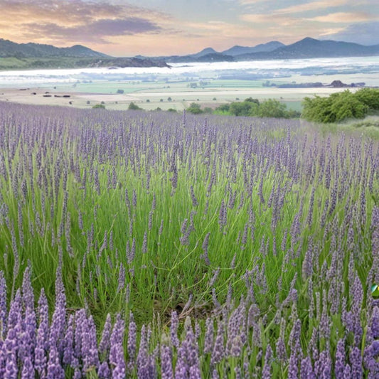 Lavender 'Grosso' – Lavandula × intermedia Live Plant | 3 Inch Pot | Hardy Perennial Herb | Fragrant Purple Flowers