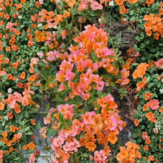 2 Sundown Bougainvillea Plants – Live Bougainvillea Starter Vines | 3–6 Inch | Orange Bracts | Tropical Flowering Vine | No Pot