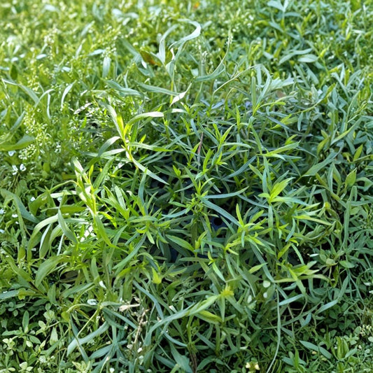 French Tarragon – Artemisia dracunculus var. sativa Live Starter Plant | 4–5 Inches Tall | Culinary Herb | Perennial Herb Plant