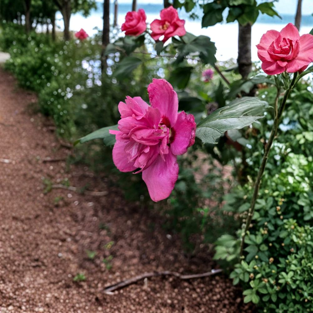 Magenta Chiffon Rose of Sharon Live Plants | Buy 1 Get 1 Free | 2 Bare Root Hibiscus | 8–16 Inches Tall | Hardy Flowering Shrub