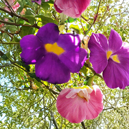 Purple King’s Mantle Live Plant – Thunbergia erecta | 8–12 Inch Well-Rooted Starter | Vivid Purple Trumpet Flowers | Tropical Shrub | Hedge & Patio Container Plant