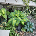 Hosta ‘Cathedral Windows’ – Bare Root Hosta | Large Gold & Green Shade Perennial | Fragrant Flowering Hosta