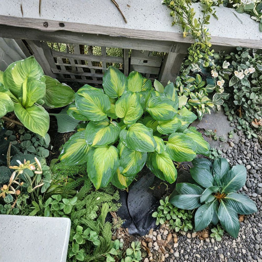 Hosta ‘Cathedral Windows’ – Bare Root Hosta | Large Gold & Green Shade Perennial | Fragrant Flowering Hosta