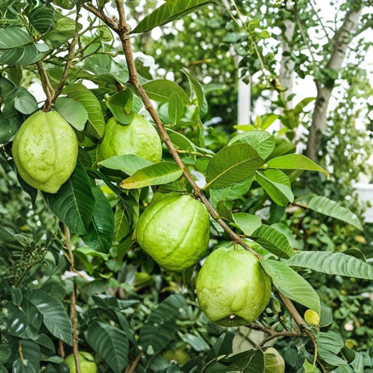 Set of 2 Pink Guava Live Plants – Psidium guajava | 7–8” Tall Tropical Fruit Tree | Sweet Pink Guava | Edible Fruit Plant