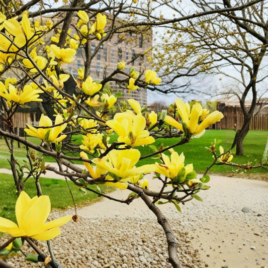 Yellow Bird Magnolia Plant – Magnolia ‘Yellow Bird’ Live Tree | 6–12 Inches Tall | 3 Inch Pot | Yellow Spring Flowers | Deciduous Ornamental Tree | Zones 4–8