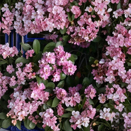 Indian Hawthorne Pink Dancer Live Cuttings – 7 Pack | 6 Inch Flowering Plant Cuttings | Rhaphiolepis | Evergreen Shrub | Pink Flowers | Garden & Landscape Starter