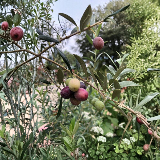 Organic Olive Tree ‘Arbequina’ – Olea europaea Live Starter Plant | 6–10 Inches Tall | 2.5 x 3.5 Inch Pot | Fruit Producing Tree | Drought Tolerant | Container Friendly