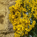 Show Off® Forsythia – Live Flowering Shrub | 4 Inch Pot Plant | Forsythia x intermedia | Bright Yellow Spring Blooms