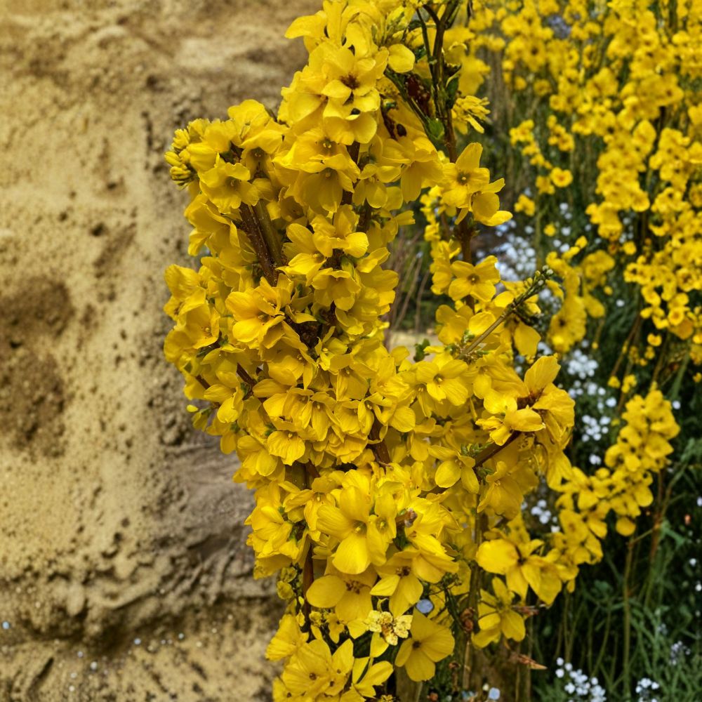 Show Off® Forsythia – Live Flowering Shrub | 4 Inch Pot Plant | Forsythia x intermedia | Bright Yellow Spring Blooms