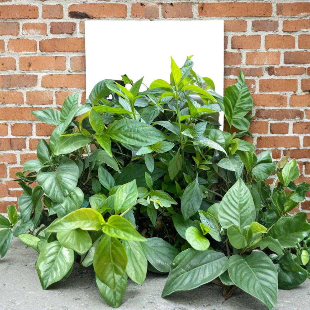 Vietnamese Magenta Leaf Plant (Lá Cẩm) | 3 Live Rooted Cuttings | Ships Bare Root (No Pot) | Edible Herb | Easy to Grow