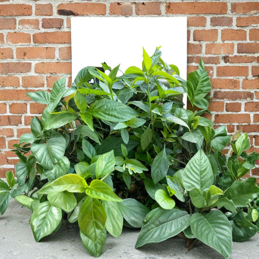 Vietnamese Magenta Leaf Plant (Lá Cẩm) | 3 Live Rooted Cuttings | Ships Bare Root (No Pot) | Edible Herb | Easy to Grow