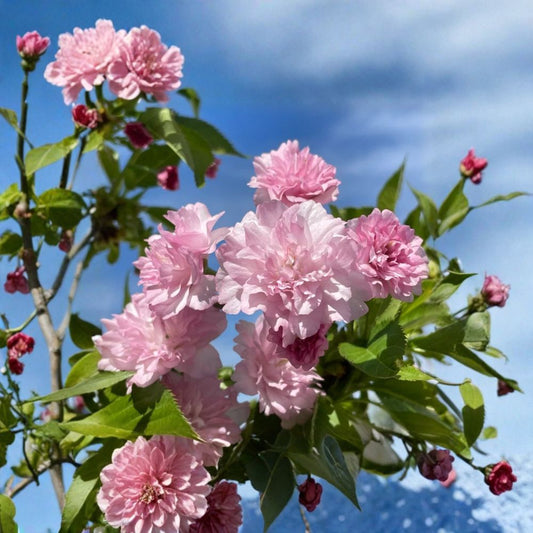 Kwanzan Flowering Cherry Plant – Prunus serrulata ‘Kwanzan’ Live Tree | 2.5 Inch Pot | Double Pink Spring Blossoms | Deciduous Ornamental Tree | Zones 5–9