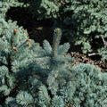 Picea pungens 'Baby Blue Eyes' – Colorado Spruce Live Plant | 12 Inches Tall | Includes 1 Gallon Pot | Silvery Blue Evergreen Conifer | Compact Landscape Tree