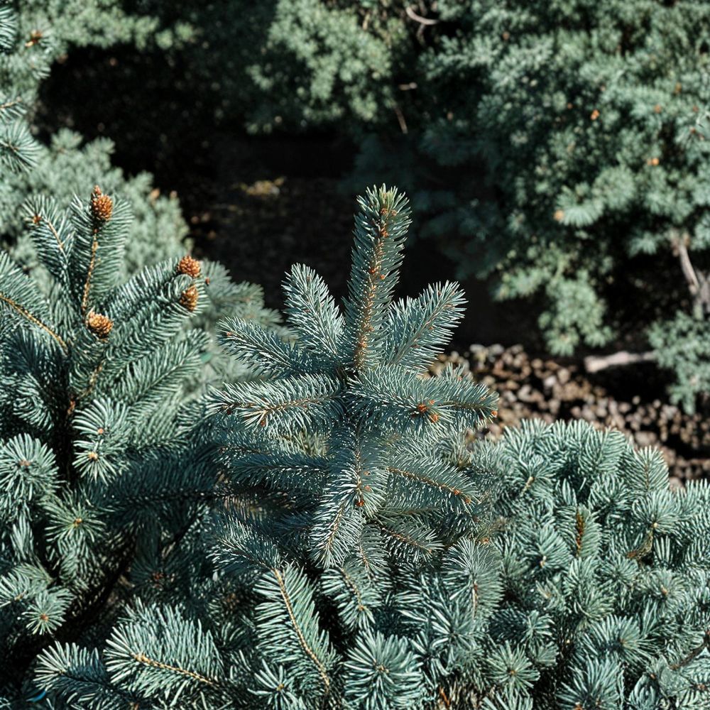 Picea pungens 'Baby Blue Eyes' – Colorado Spruce Live Plant | 12 Inches Tall | Includes 1 Gallon Pot | Silvery Blue Evergreen Conifer | Compact Landscape Tree