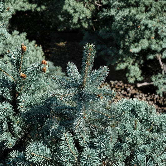 Picea pungens 'Baby Blue Eyes' – Colorado Spruce Live Plant | 12 Inches Tall | Includes 1 Gallon Pot | Silvery Blue Evergreen Conifer | Compact Landscape Tree