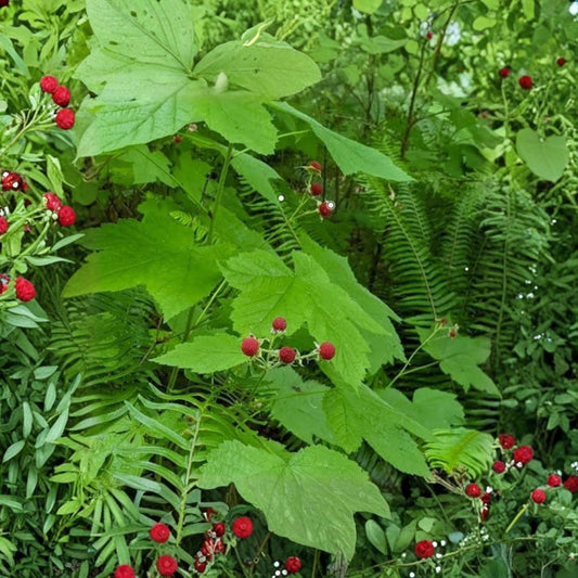 Thimbleberry Live Plant – Rubus parviflorus | 1+ Year Old Bare Root/Rhizome | Edible Red Berries | Native Berry Shrub | White Flowers | Woodland Garden Plant