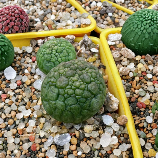 Pseudolithops migiurtinus – Rare Live Succulent Seedling | 1 Inch | Bare Root | Seed Grown USA | Collector's Plant