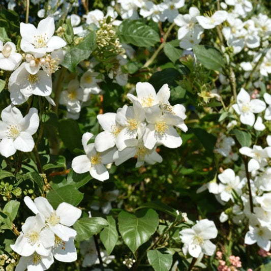 Mock Orange Plant – Live Philadelphus Shrub | 4 Inch Potted Starter | Fragrant White Flowers | Hardy Perennial Shrub | Cottage Garden Plant