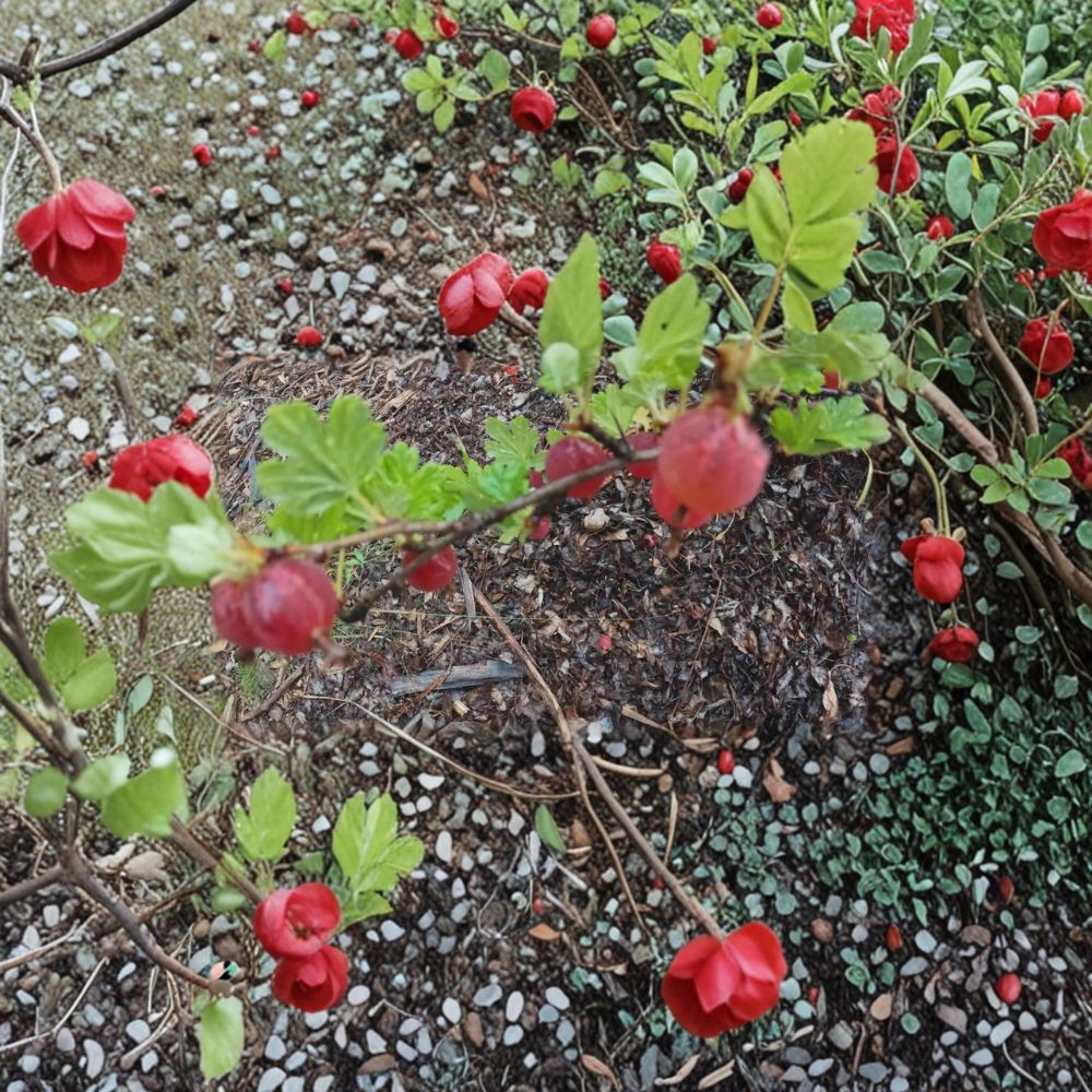 Gooseberry – Ribes uva-crispa Live Cuttings | Set of 5 Dormant Cuttings | Alaska Grown Berry Shrub | Fruit Garden Friendly | Easy to Propagate