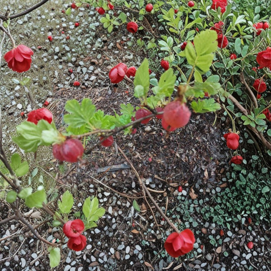 Gooseberry – Ribes uva-crispa Live Cuttings | Set of 5 Dormant Cuttings | Alaska Grown Berry Shrub | Fruit Garden Friendly | Easy to Propagate