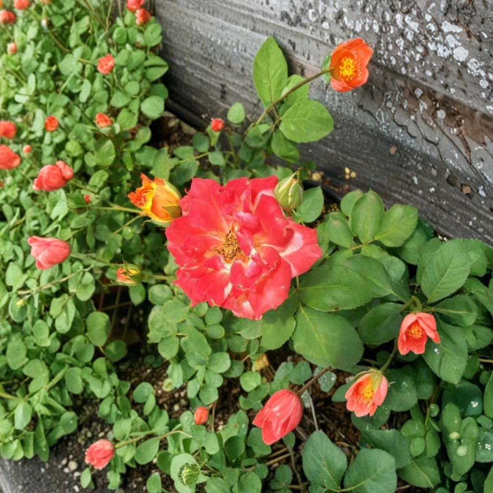 Pinata Rose – Live Yellow Orange Rose Bush | 1 Gallon Plant | Vibrant Bi-Color Blooms | Garden Landscape Rose | Full Sun Flowering Shrub