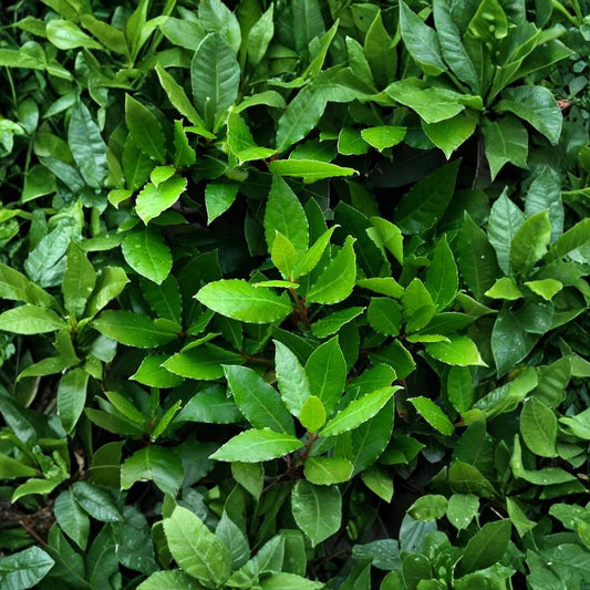 Bay Leaf Tree Live Plant – Laurus nobilis | 12” Tall | 4” Potted Culinary Herb Tree | Evergreen Mediterranean Bay Laurel | Indoor Outdoor Plant
