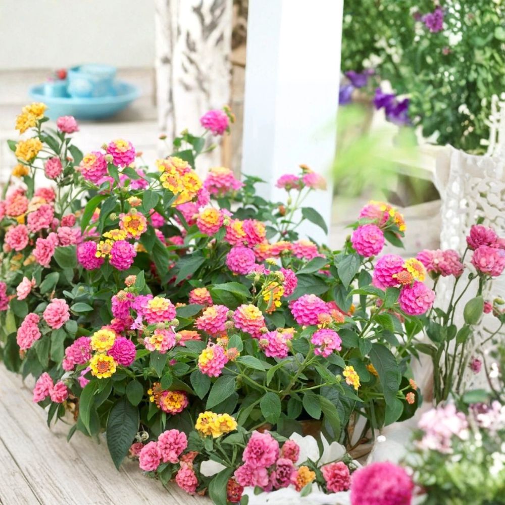 Pink Lantana Live Plant – Lantana camara | 4 Inches Tall | Rooted Starter Plant | Butterfly Flower | Ships Without Pot