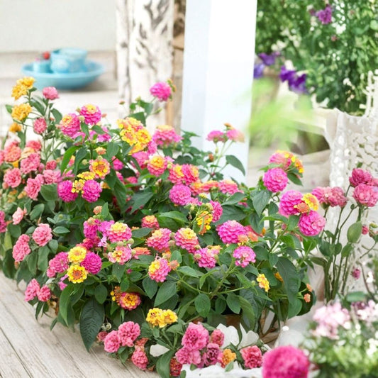 Pink Lantana Live Plant – Lantana camara | 4 Inches Tall | Rooted Starter Plant | Butterfly Flower | Ships Without Pot
