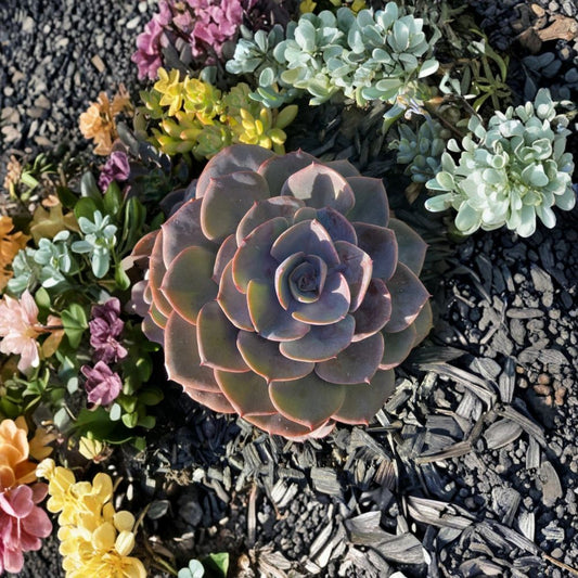 Dusty Rose Succulent Live Plants – Lot of 2 | 2 Inch Pots with Soil | Fully Rooted Succulent Plants | Drought Tolerant Indoor & Outdoor Garden Plant