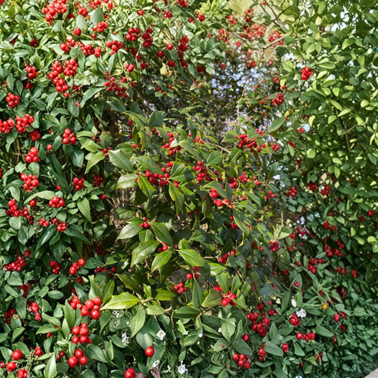 Satyr Hill American Holly – Live Evergreen Tree | 12 Inch Tall Plant | 1 Gallon Pot | Ilex opaca | Red Berry Native Holly