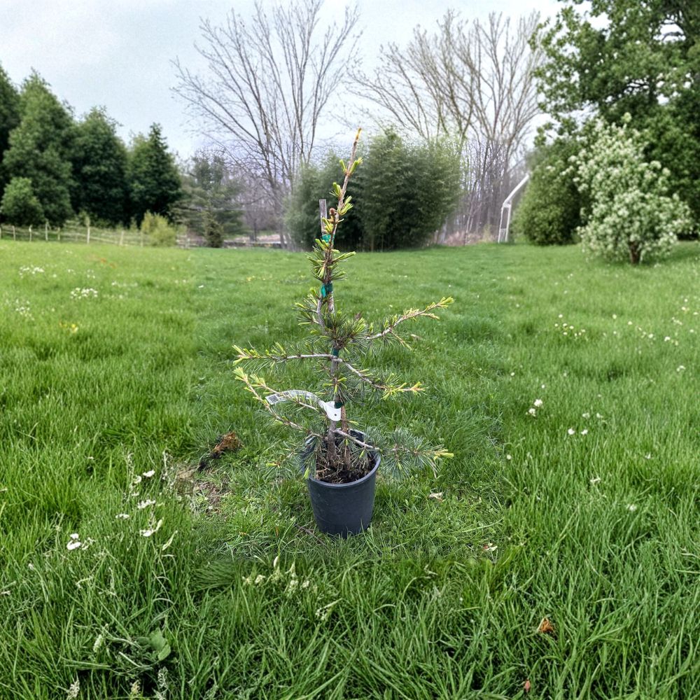 Beacon Hill Cedar of Lebanon – Live Columnar Evergreen Conifer | 18 Inch Tall Plant | 1 Gallon Pot | Cedrus libani Upright Cedar Tree