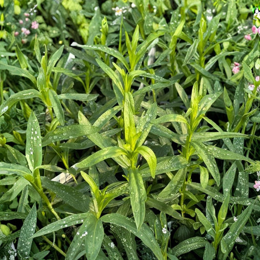 French Tarragon Live Starter Plant | 4–5 Inches Tall | Perennial Culinary Herb | Aromatic Herb | Easy to Grow