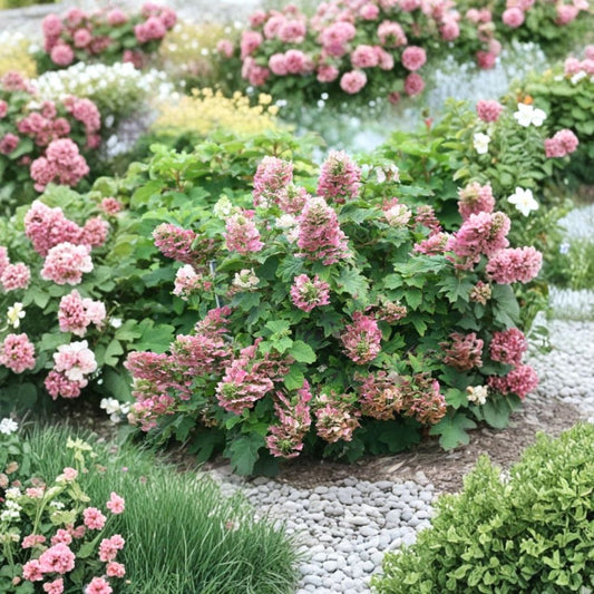 Ruby Slippers Hydrangea Live Plant – 4” Pot | Compact Deciduous Shrub | Cone-Shaped Flowers | Hardy Garden Hydrangea | Zones 5–9