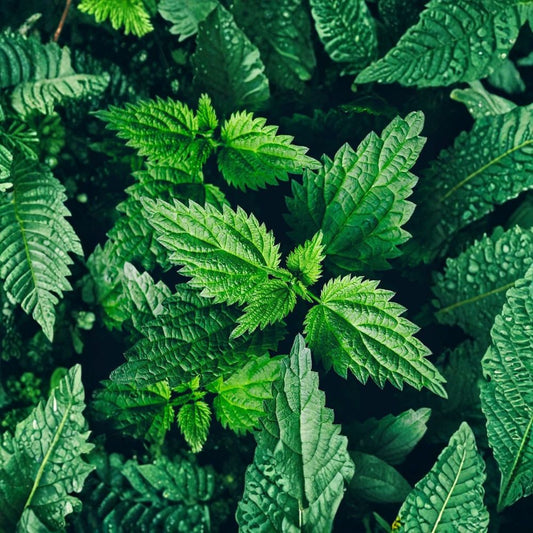 Organic Stinging Nettle – Urtica dioica Live Plant | 3-Inch Pot | Edible Perennial Herb | Organic Survival Garden Plant