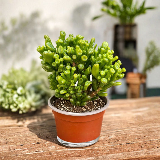 Crassula Gollum Jade Succulent – Live Plant | Large Full Specimen | 4 Inch Pot | Rooted Crassula ovata ‘Gollum’ | Easy Care