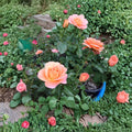 New Year Grandiflora Rose Live Plant – 1 Gallon Size | Orange Rose Bush | Elegant Repeat Blooming Rose | Landscape & Cut Flower Favorite | Includes Rooted Live Plant