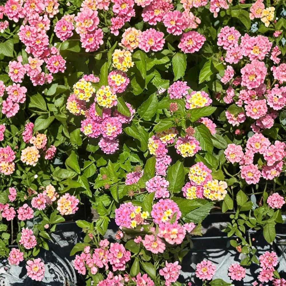 Lantana Pink Live Plant – 3 to 5 Inches Tall | Ships Bare Root (No Pot) | Hardy Flowering Groundcover | Butterfly & Pollinator Friendly | Easy to Grow
