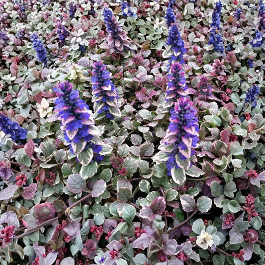 Ajuga 'Burgundy Glow' – Ajuga reptans Live Starter Plant | 2.5 Inch Nursery Pot | Bugleweed Ground Cover | Shade Loving | Easy to Grow
