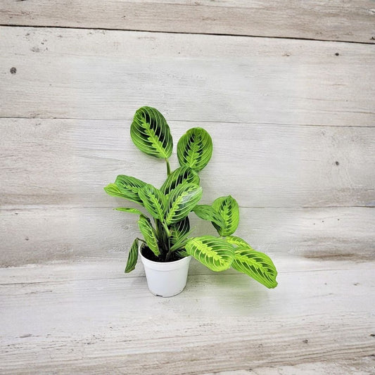 Prayer Plant Live Plant – Maranta leuconeura | 4 Inch Pot | Easy Care Indoor Houseplant | Tropical Foliage Plant | Pet Friendly | Bright Indirect Light